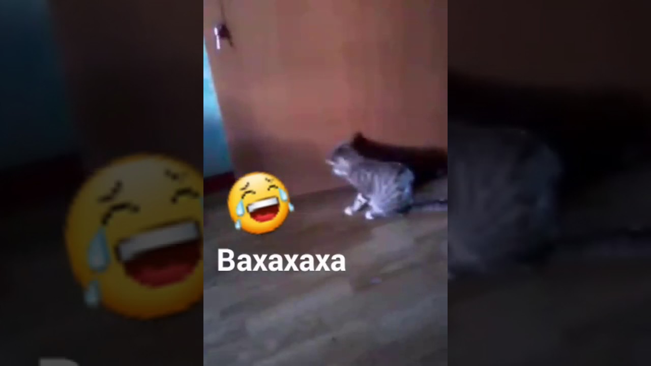 Кошка сошла. Кошка сошла с ума. Кот сошел с ума признаки. Как коты сходят с ума признаки. Кошка сошла с ума котята симптомы.