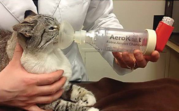 Астма у кошки – симптомы, первая помощь, лечение, профилактика
