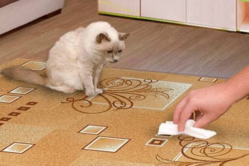 Как отучить кота метить территорию в квартире: эффективные методы