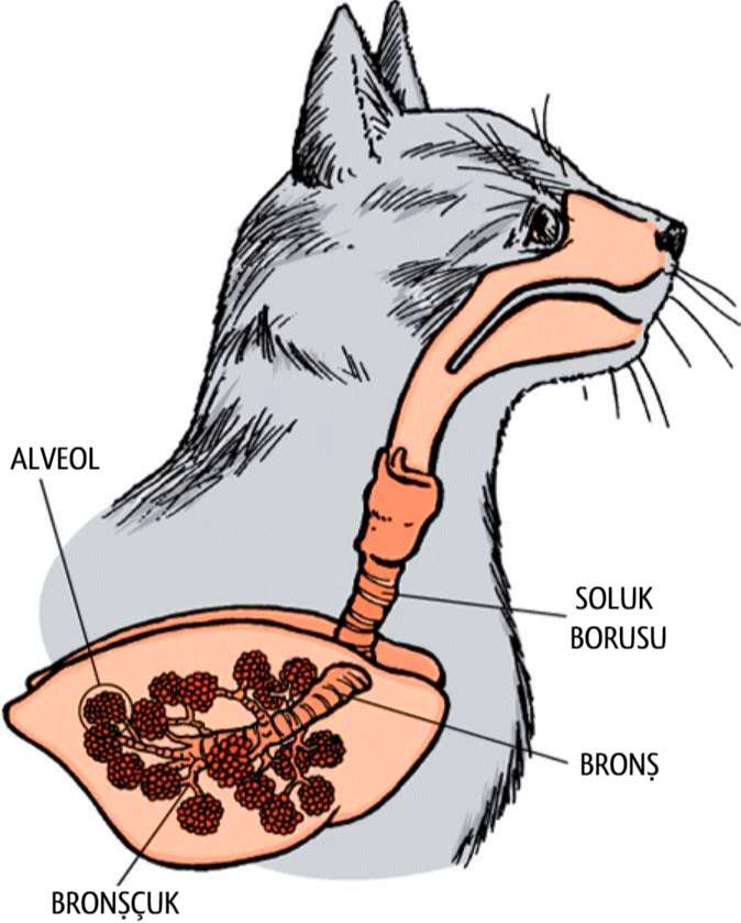 Кошка часто дышит животом, вялая, плохо ест – причины, диагностика и лечение