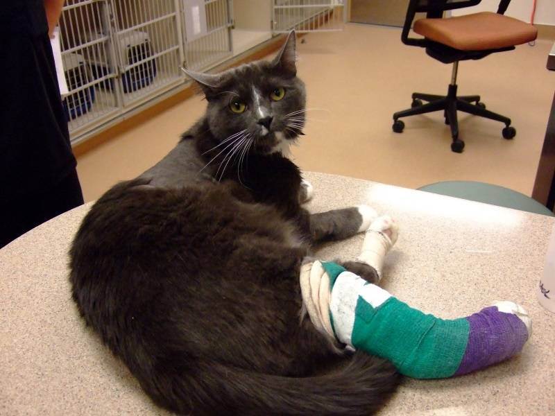 Лечение переломов у кошек: бедра, лапы, позвоночника, пальца, ребер, таза, хвоста, челюсти.