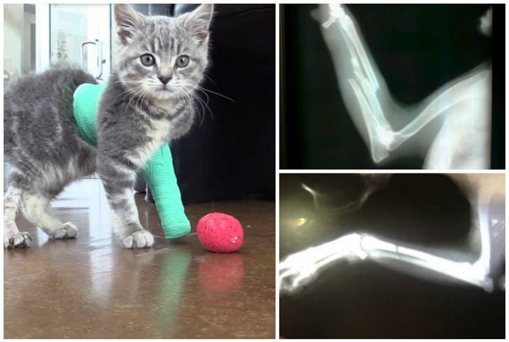 Перелом лапы у кота или котенка: симптомы и лечение в домашних условиях