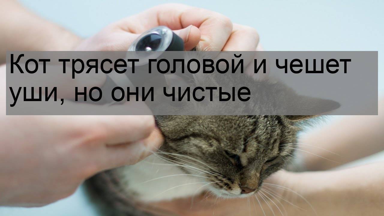 10 причин, из-за чего кошка чешет уши