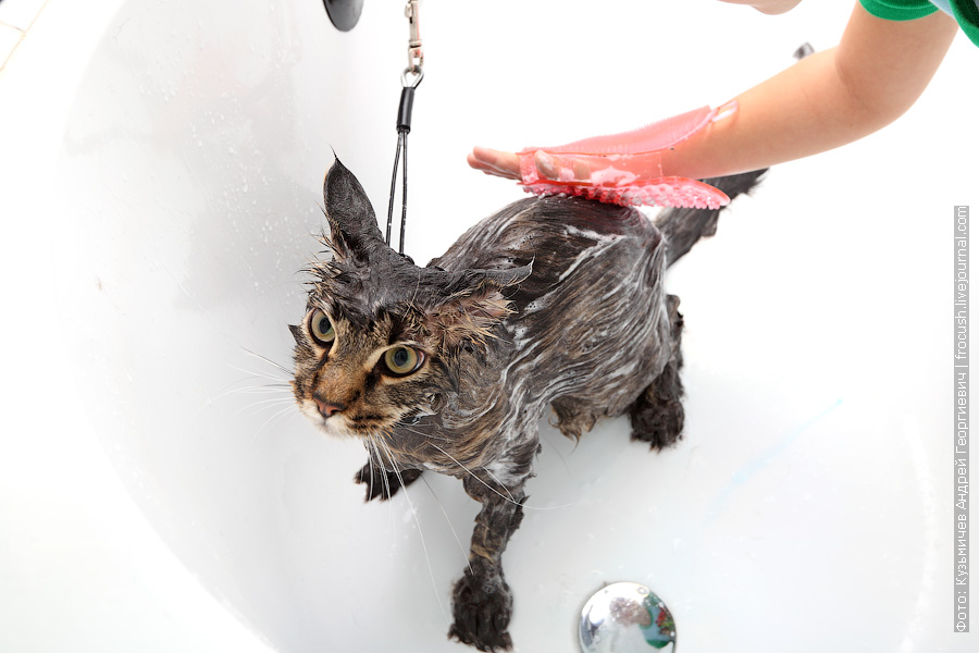 Можно ли мыть кошку обычным шампунем или купать детским средством?