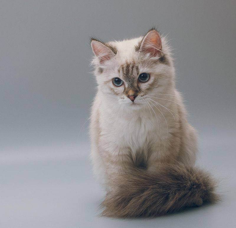 Невский маскарадный кот: описание породы, фото