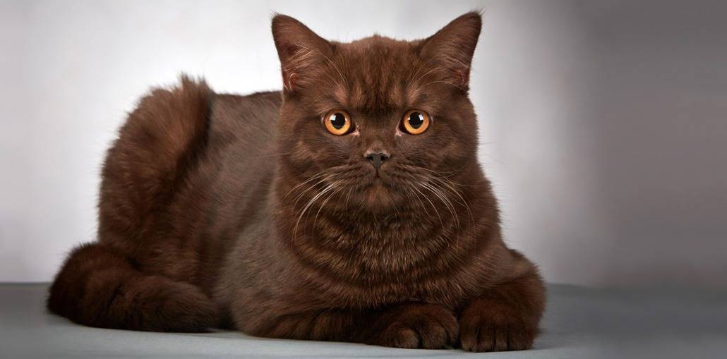 Кошка британская вислоухая: особенности породы, описание характера и поведения британцев, фото, выбор котенка, отзывы владельцев