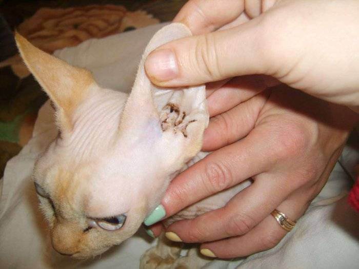 Ушной клещ (отодектоз) у кошек и котов: фото, симптомы заболевания и его лечение в домашних условиях (в том числе у котенка), отзывы
