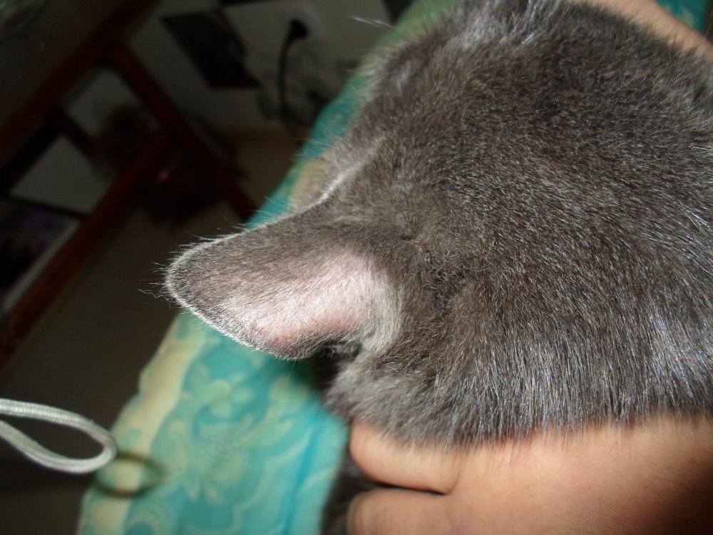 Выпадение шерсти у кошек: основные причины и лечение