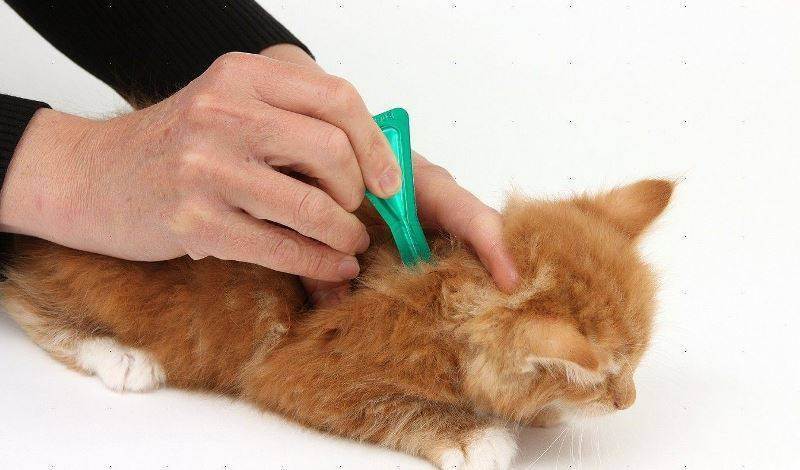 Обзор препаратов для кошек от глистов и наружных паразитов: капли на холку, таблетки и другие средства
