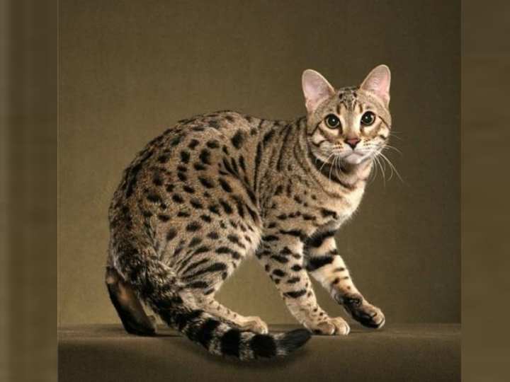 Истории пород кошек. Испанская порода кошек. Самая редкая порода кошек в мире. Гибрид человека с домашней кошкой. Не линяющие породы кошек.