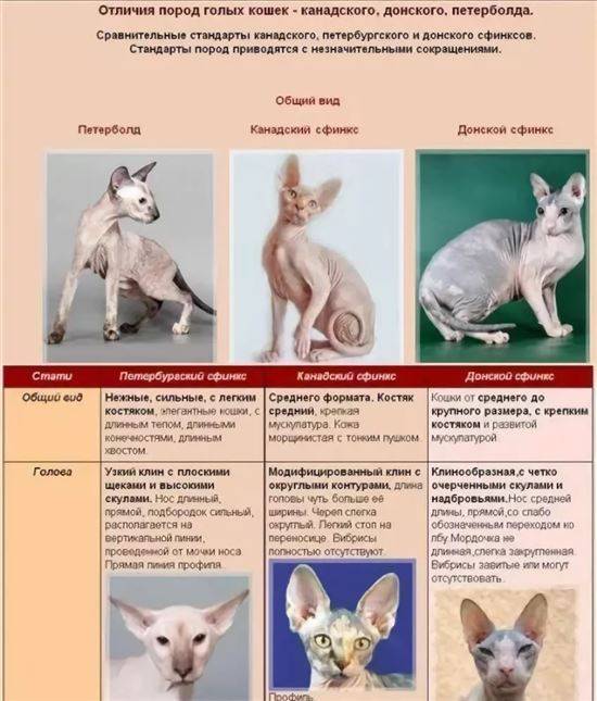 Донской сфинкс: фото, описание породы кошек, отзывы, характер и уход