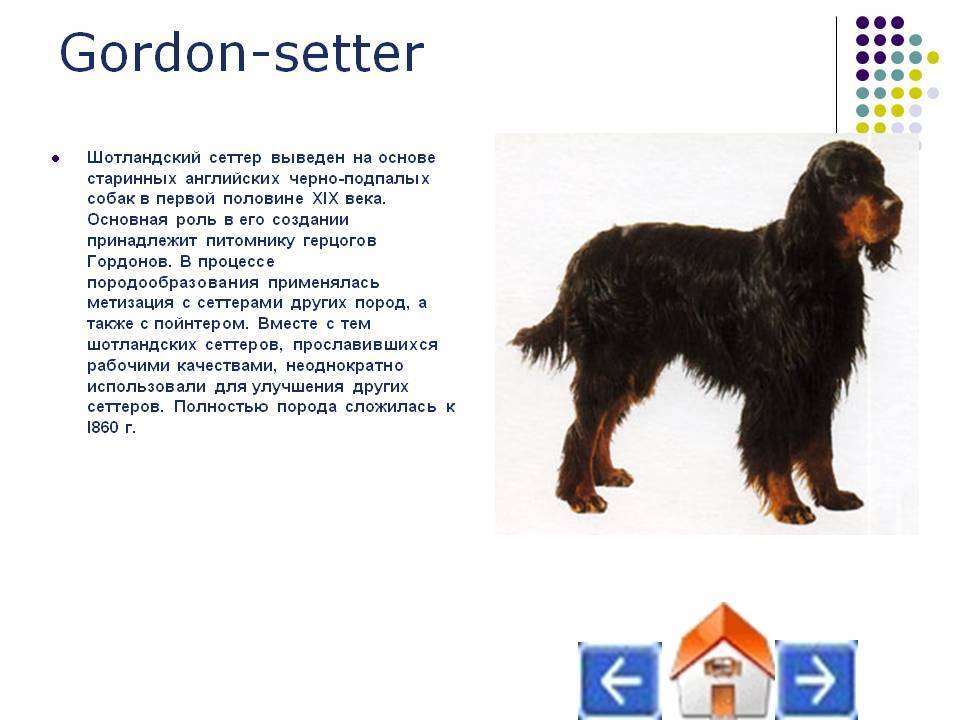 Английский сеттер - порода собак - информация и особенностях | хиллс