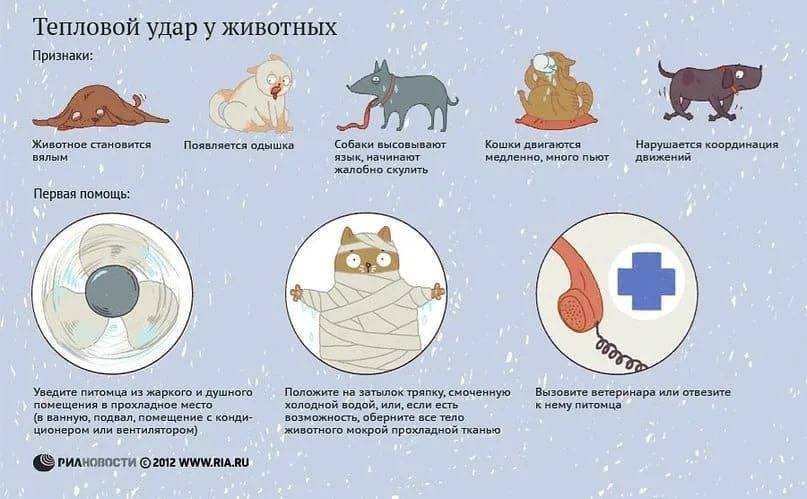 Что делать если кот подавился: симптомы, первая помощь