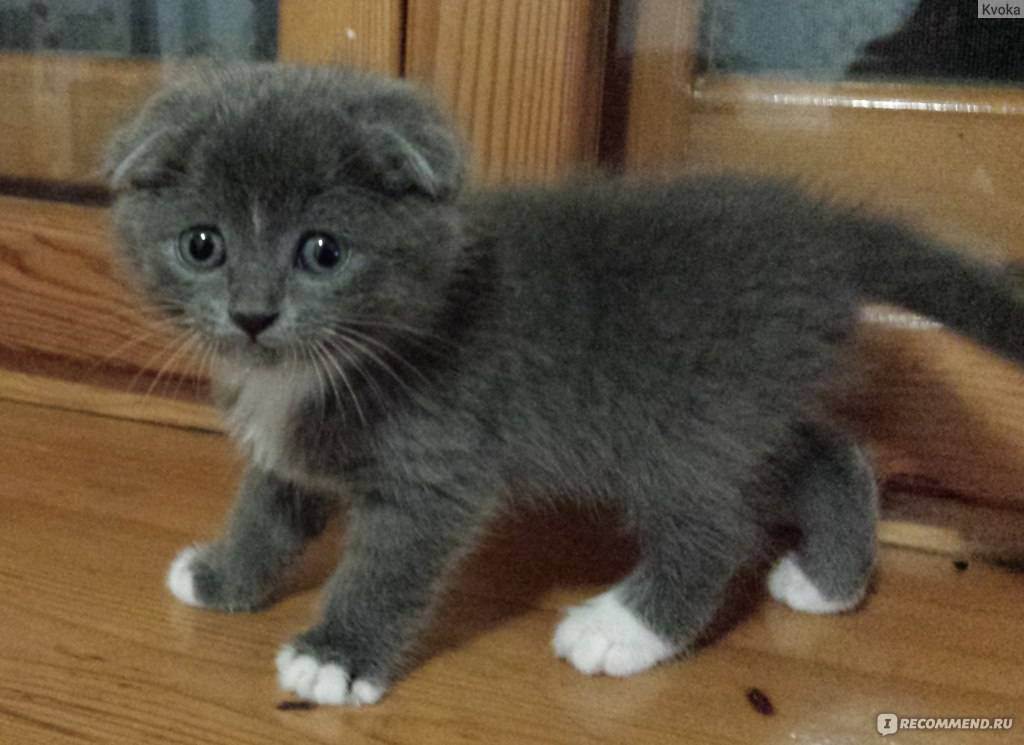 Вислоухий кот серого окраса (19 фото): особенности окраса и породы. с какими глазами обычно рождаются котята этого цвета?