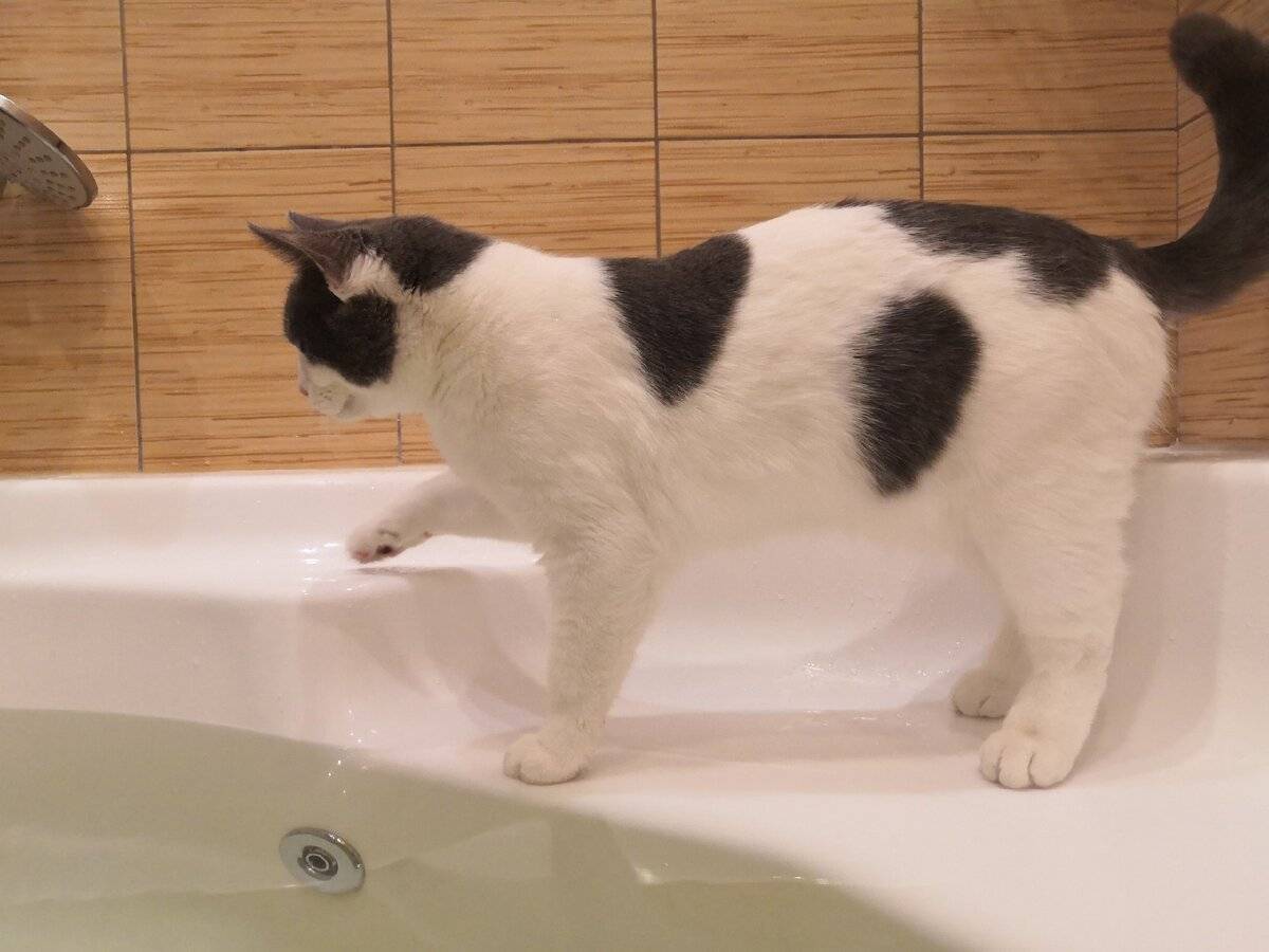 Почему кот любит спать в ванной? | кот и кошка