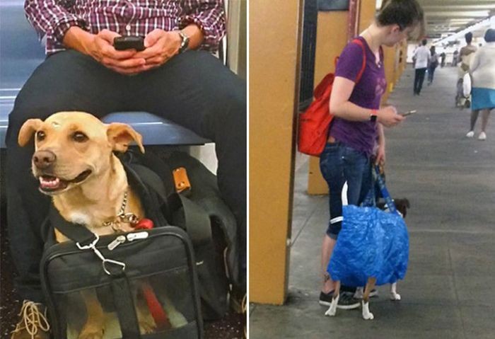 Как перевозить собаку в метро