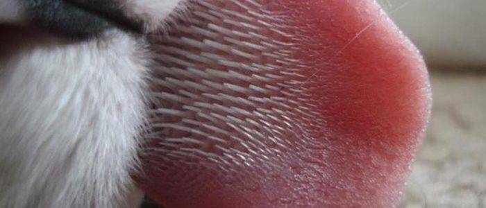 Кошачий язык под микроскопом. язык кошек: строение и заболевания. почему некоторые кошки любят высовывать язык
