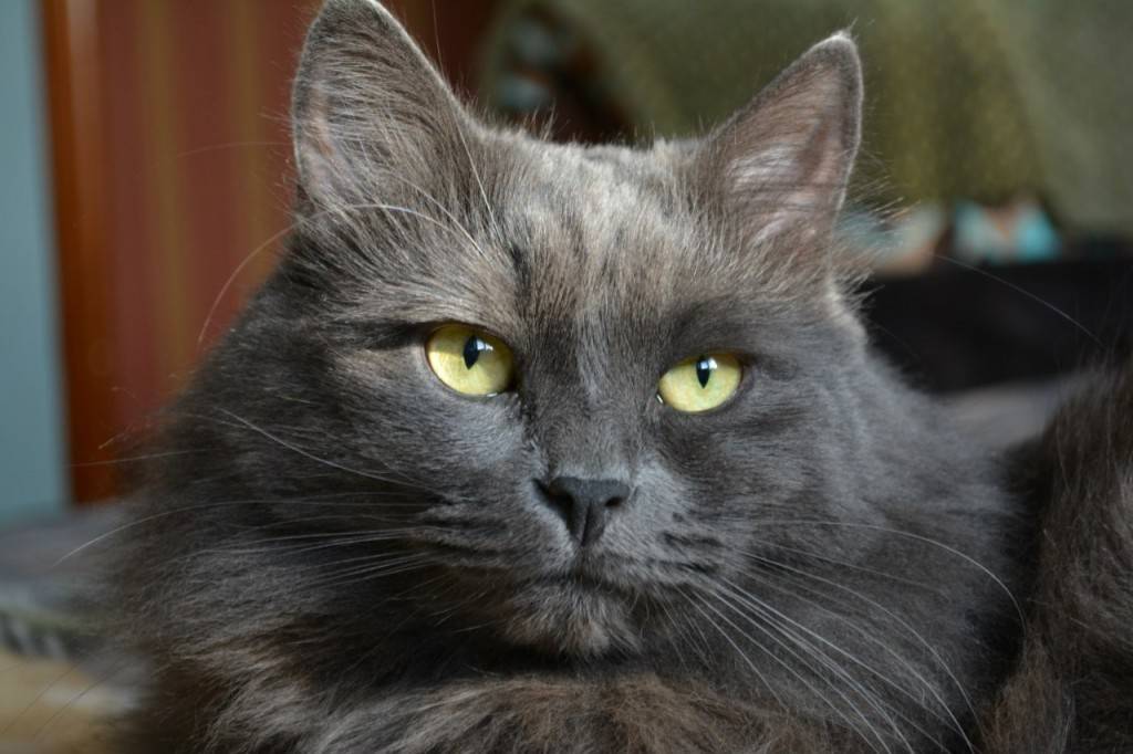 Русская голубая кошка - 90 фото, видео описание породы и нюансы ее характера
