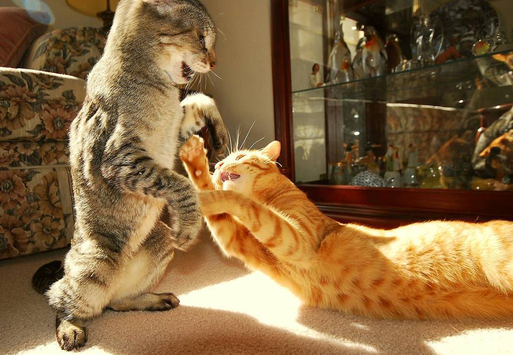 Как подружить двух котов в одном доме | блог ветклиники "беланта"