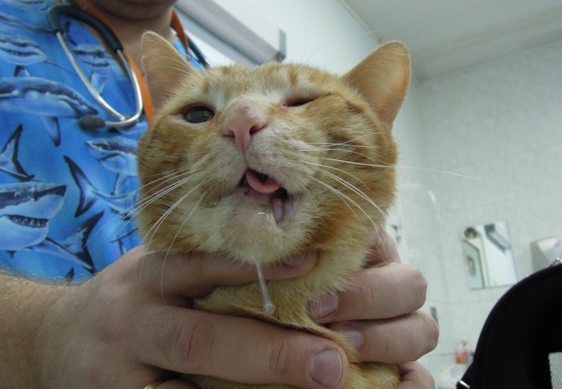Рак у кошек: признаки и симптомы злокачественной опухоли у кошек с описанием, как проявляется болезнь