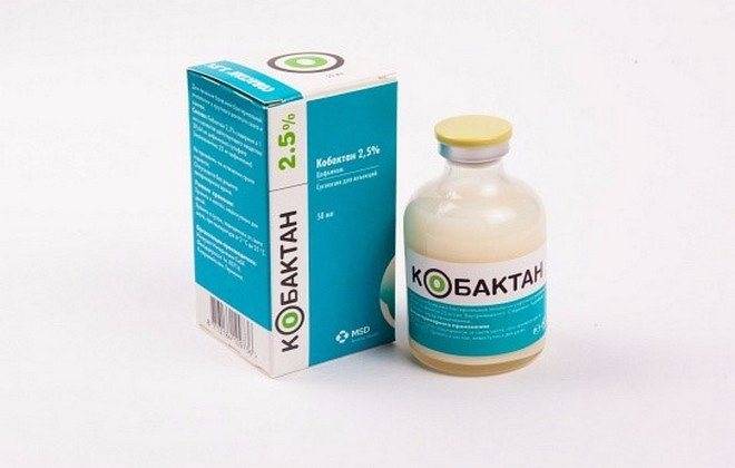 Кобактан, инструкция по применению для кошек