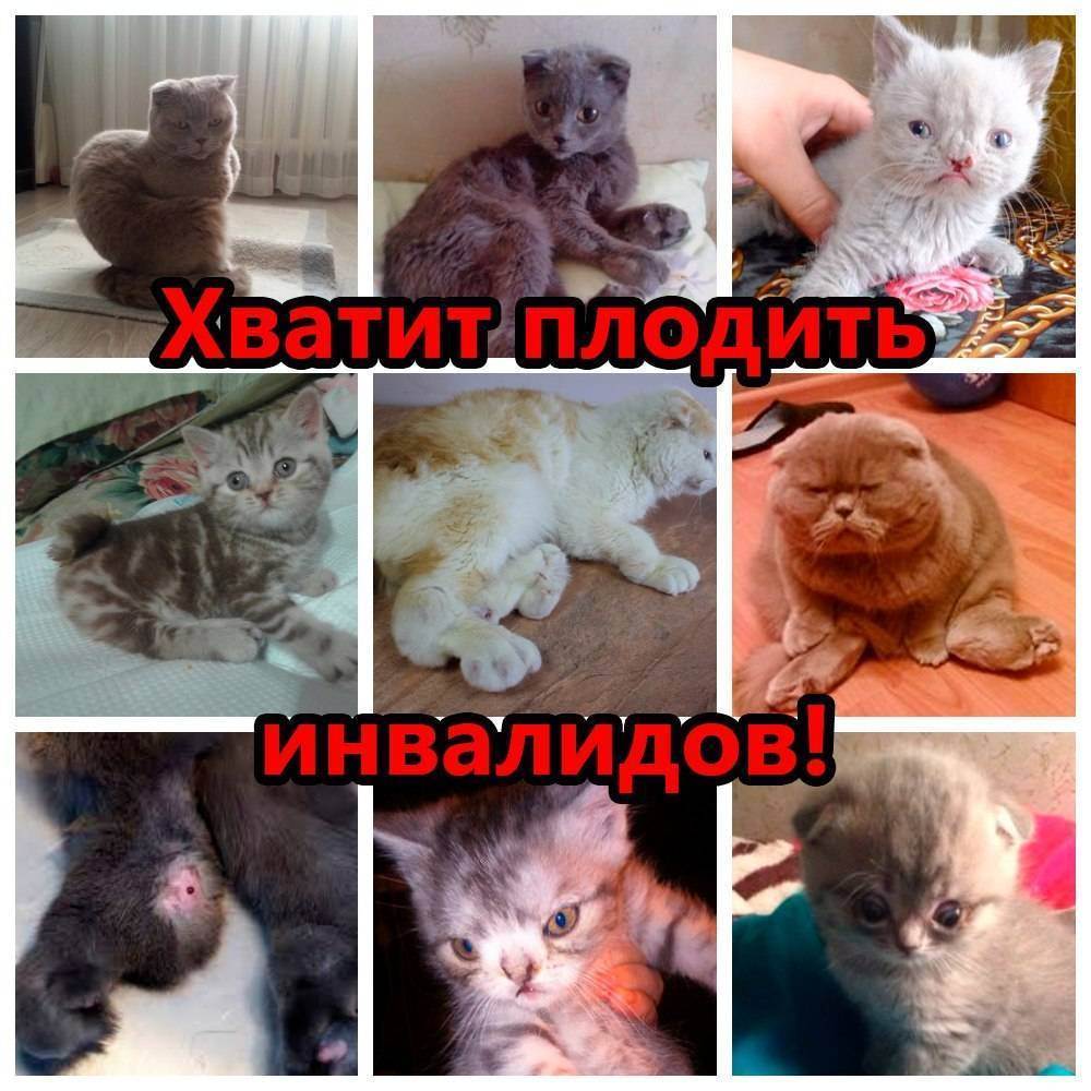 Животное в подарок. - запись пользователя kotenok (kisssa1710) в сообществе домашние животные в категории мошенничество, споры, обсуждение - babyblog.ru