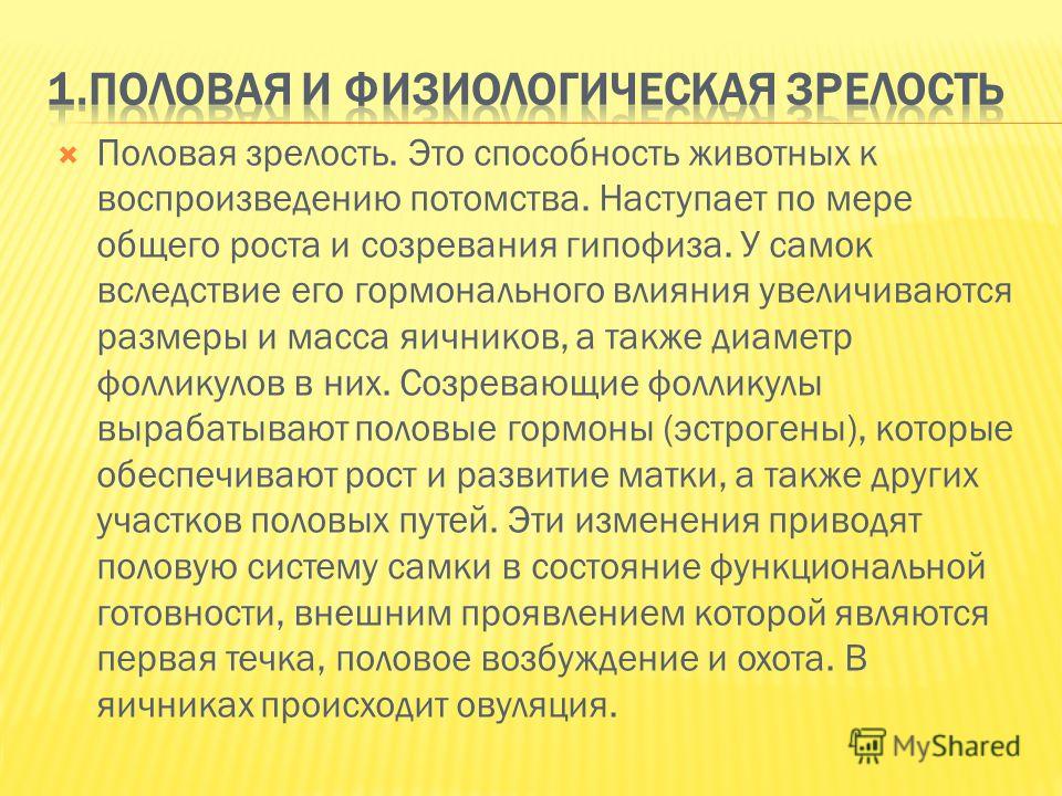 Течка у кошек: когда начинается, как обнаружить, сколько длится, как проходит