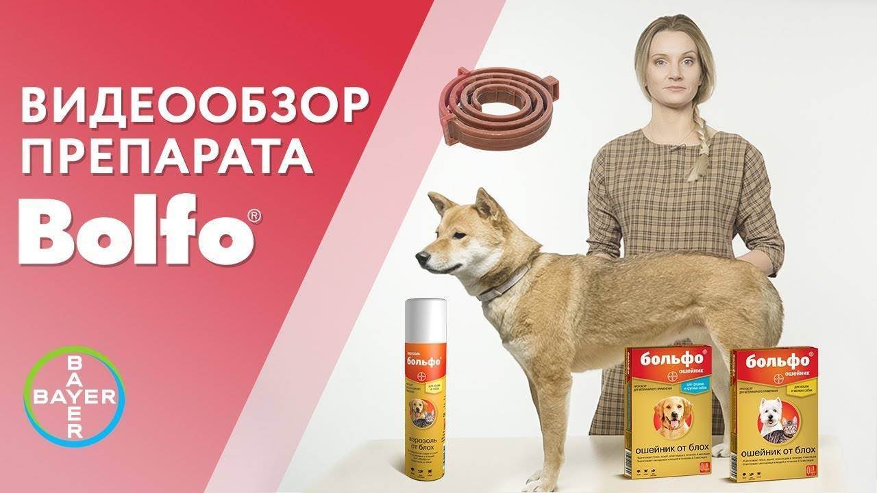 5 лучших ошейников от блох и клещей для кошек
