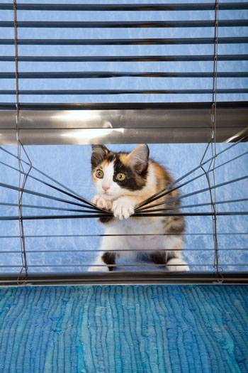 Уборка в доме, где живет кошка. уход за котом: как сохранить чистоту в доме методы борьбы с запахами