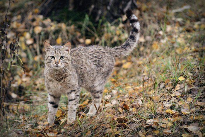 Дикий лесной кот: древний хищник в домашних условиях