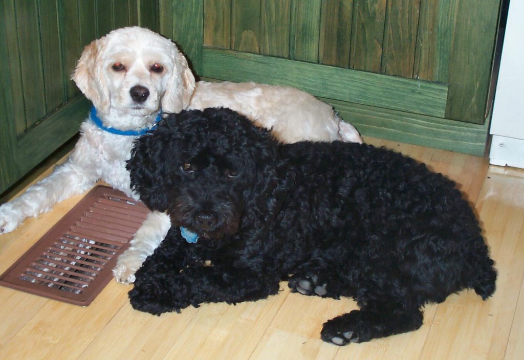 Кокер-пудель - кокапу: фото собак, описание породы, особенности характера, специфика ухода и правила питания