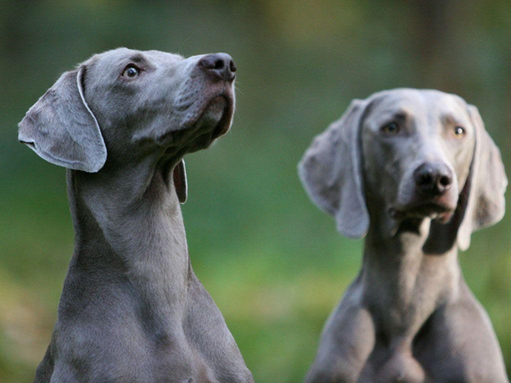 Веймаранер (веймарская легавая) — фото, описание породы собак, характер