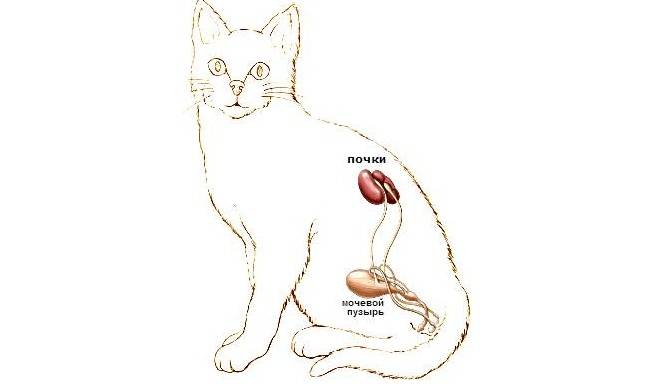 Терминальная стадия хпн у кошек: признаки, лечение и продолжительность жизни