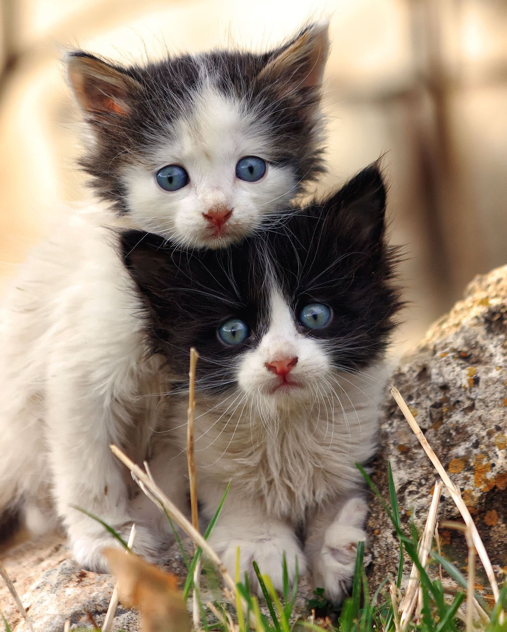Милые котики (33 няшных фото).