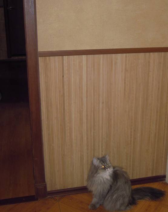 Какие обои не дерут кошки: обзор самых популярных материалов для оклейки стен