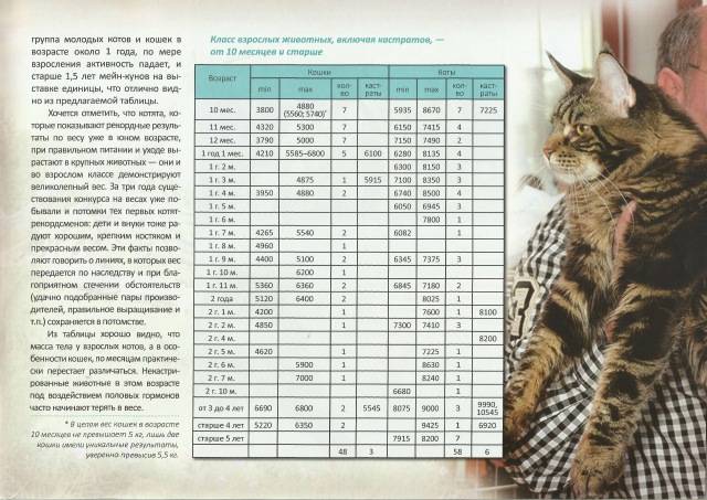 Вес котенка по месяцам: таблица