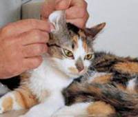 Как почистить уши кошке в домашних условиях