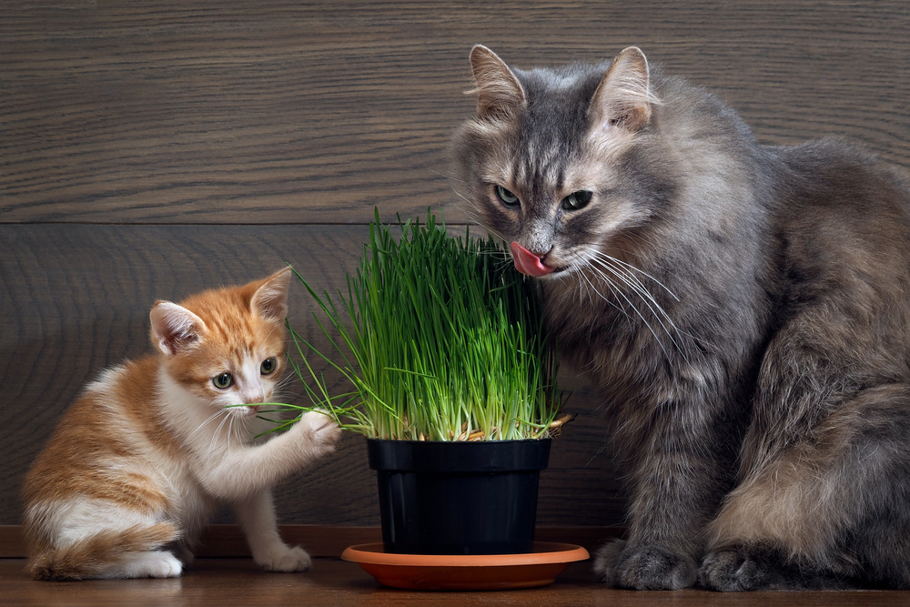 Трава для кошек: какую любят и зачем едят + советы по выращиванию травы в домашних условиях