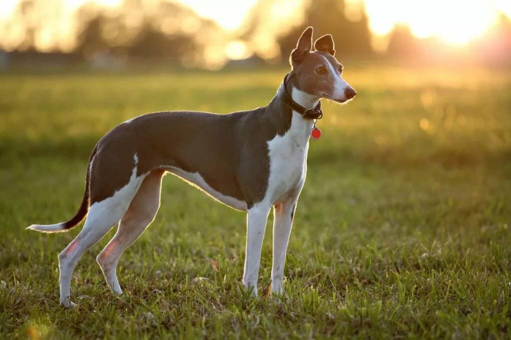 Порода собак австралийский бандог - описание, характер, характеристика, фото австралийских бандогов и видео, цена