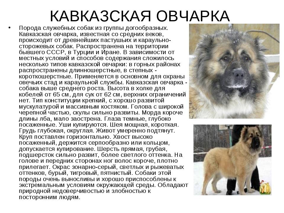 Московская сторожевая фото собаки, характеристика, характер, уход за щенками, отзывы, болезни