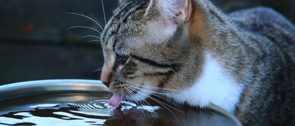 Сколько воды пьют кошки