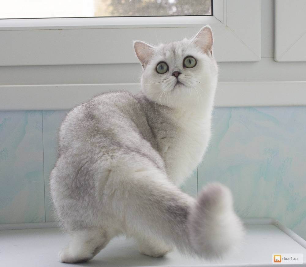 Шиншилла кошка: фото, описание, виды, стандарт, характер, уход
