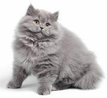 Британская короткошёрстная кошка: повадки, описание и характеристики породы и много фото