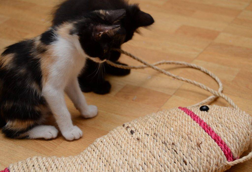 Как приучить котенка к когтеточке: 10 практических способов