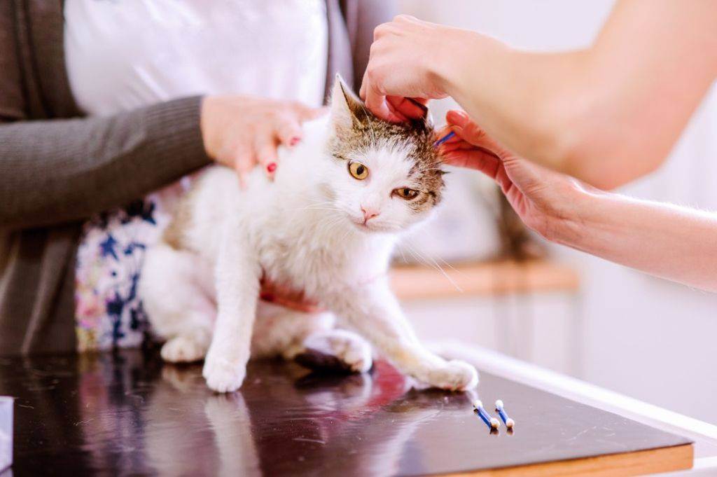 Как почистить кошке уши в домашних условиях. советы ветеринара