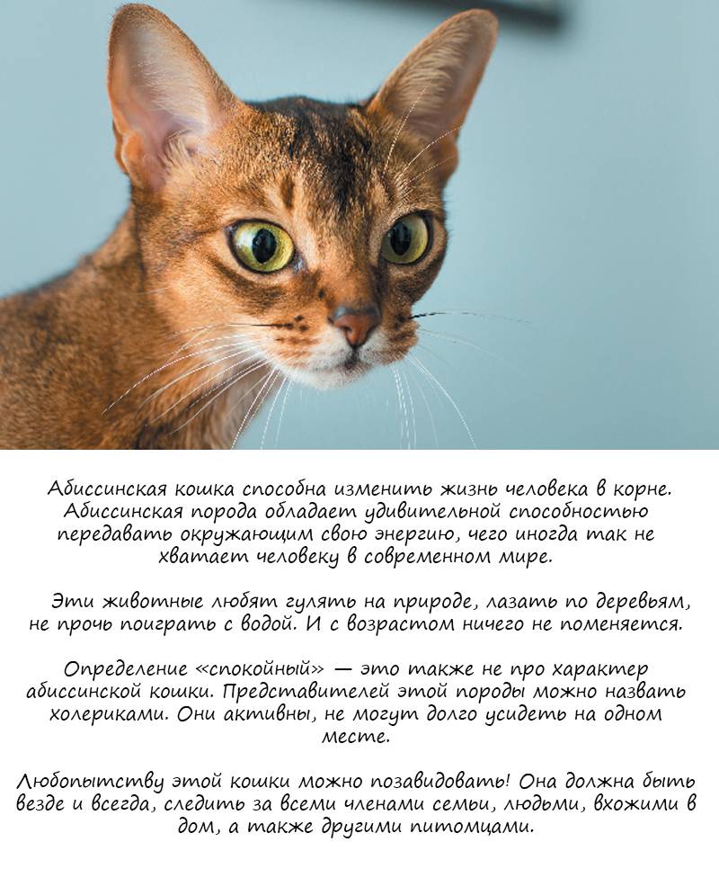 Абиссинская порода кошек: описание породы, характер, содержание и уход, отзывы владельцев