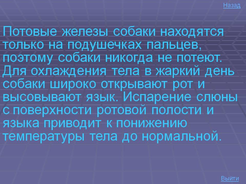 Как потеют собаки: есть ли у них потовые железы, терморегуляция и перегрев