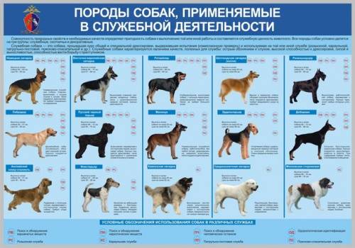 Zooпортал.pro :: федерации fci