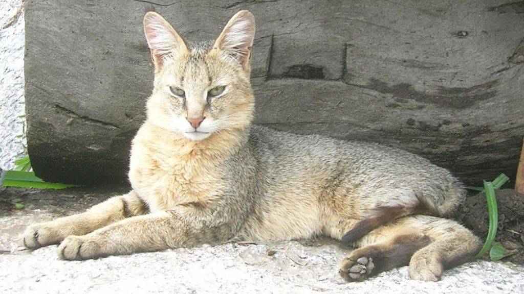 Камышовая кошка (кот) - описание породы