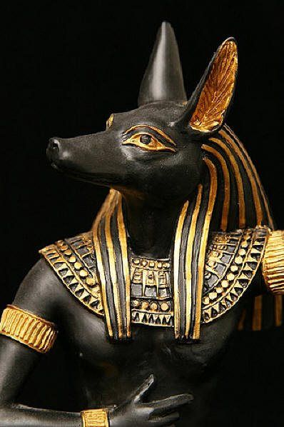 Сколько стоит фараонова собака: особенности и расценки